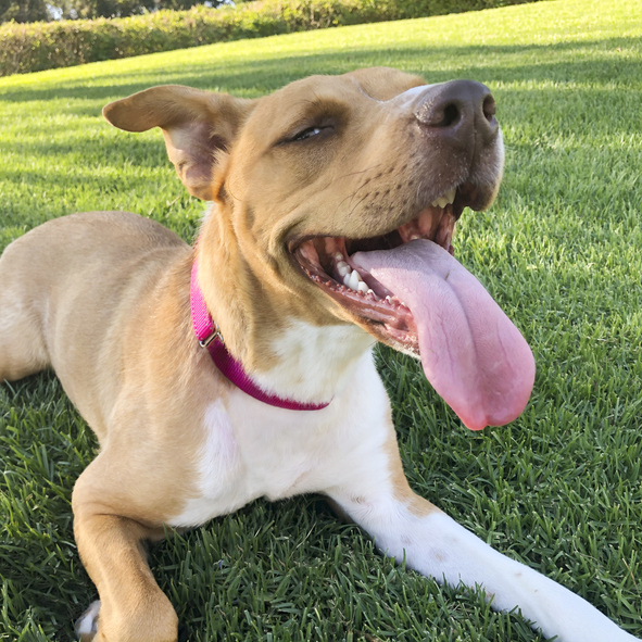Happy pup